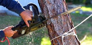 Best Lawn Maintenance Plans  in Kingsbury, NV