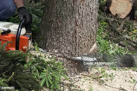 Best Tree Maintenance Programs  in Kingsbury, NV