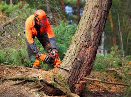 Best Storm Damage Tree Cleanup  in Kingsbury, NV