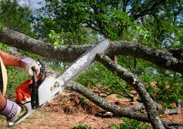 Best Hazardous Tree Removal  in Kingsbury, NV