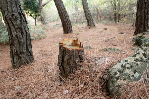 Best Tree Cabling and Bracing  in Kingsbury, NV