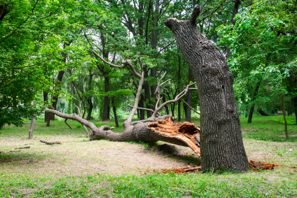 Best Fruit Tree Pruning  in Kingsbury, NV