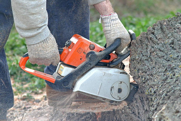 Best Tree Removal  in Kingsbury, NV