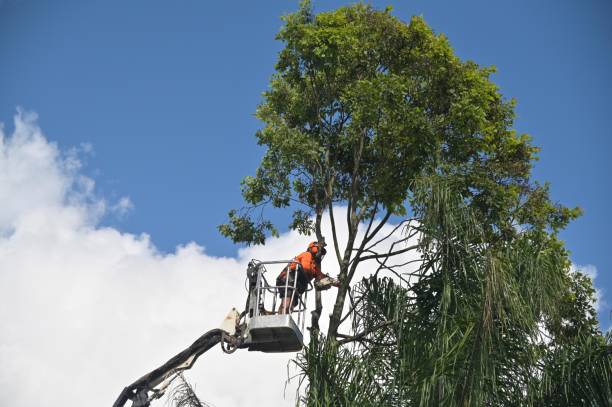 Best Tree Mulching  in Kingsbury, NV