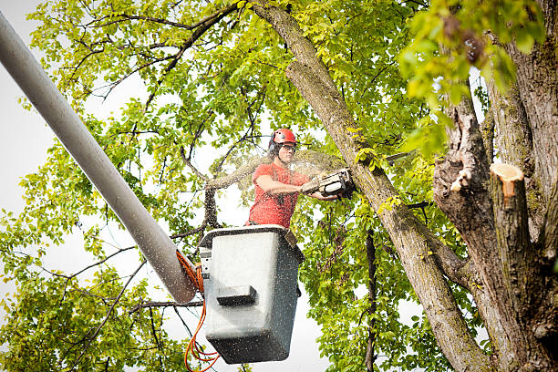 Best Root Management and Removal  in Kingsbury, NV