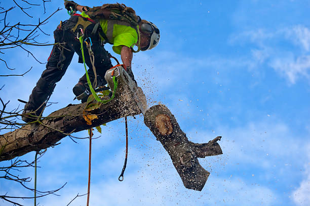 Best Lawn Pest Prevention  in Kingsbury, NV