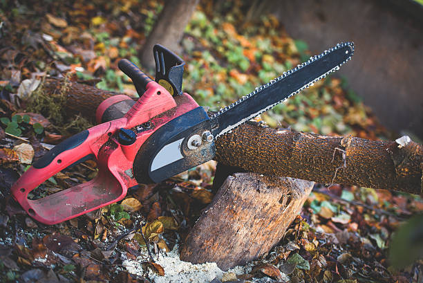 Best Lawn Renovation and Restoration  in Kingsbury, NV