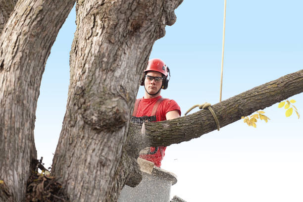 Best Tree Health Inspection  in Kingsbury, NV