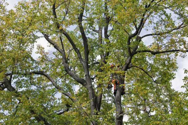 Best Tree Trimming and Pruning  in Kingsbury, NV